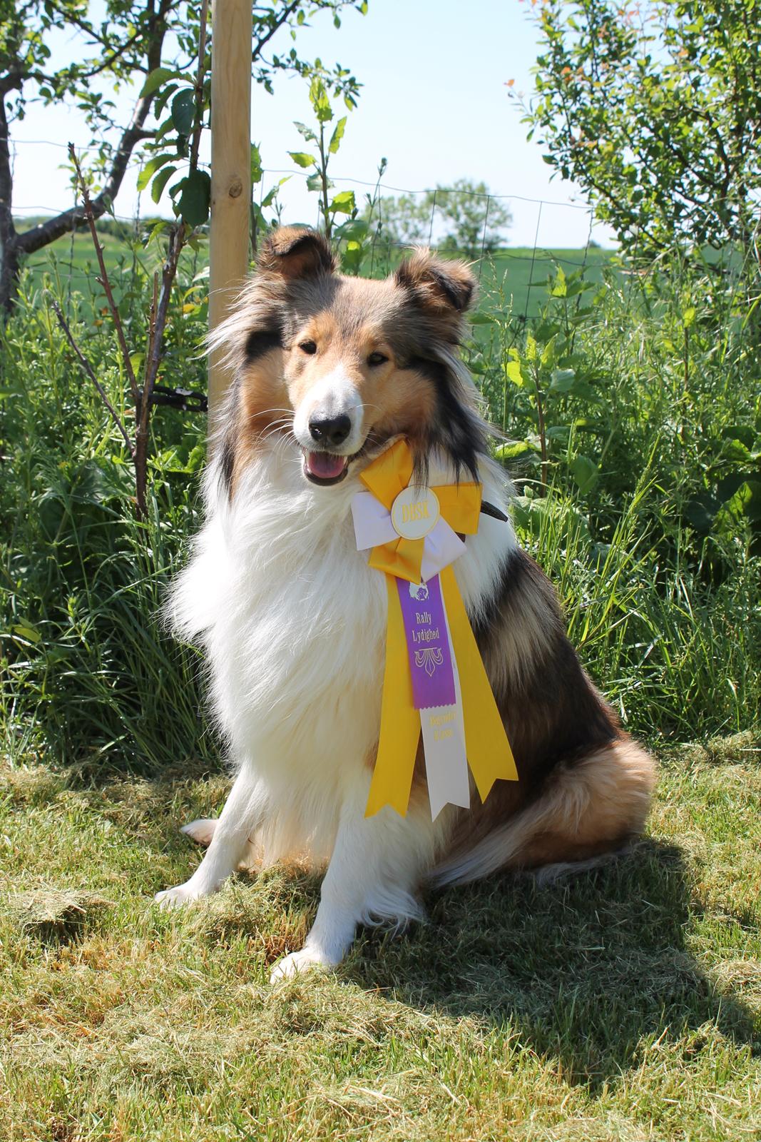 Collie langhåret Gaia - Præmiehund billede 11