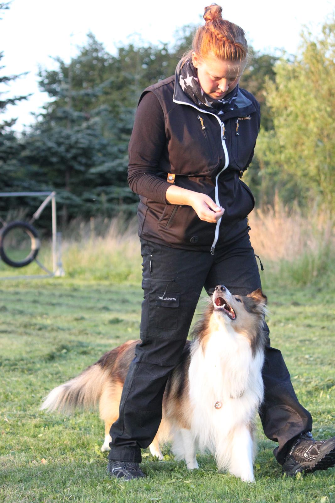 Collie langhåret Gaia - Trickstræning billede 9