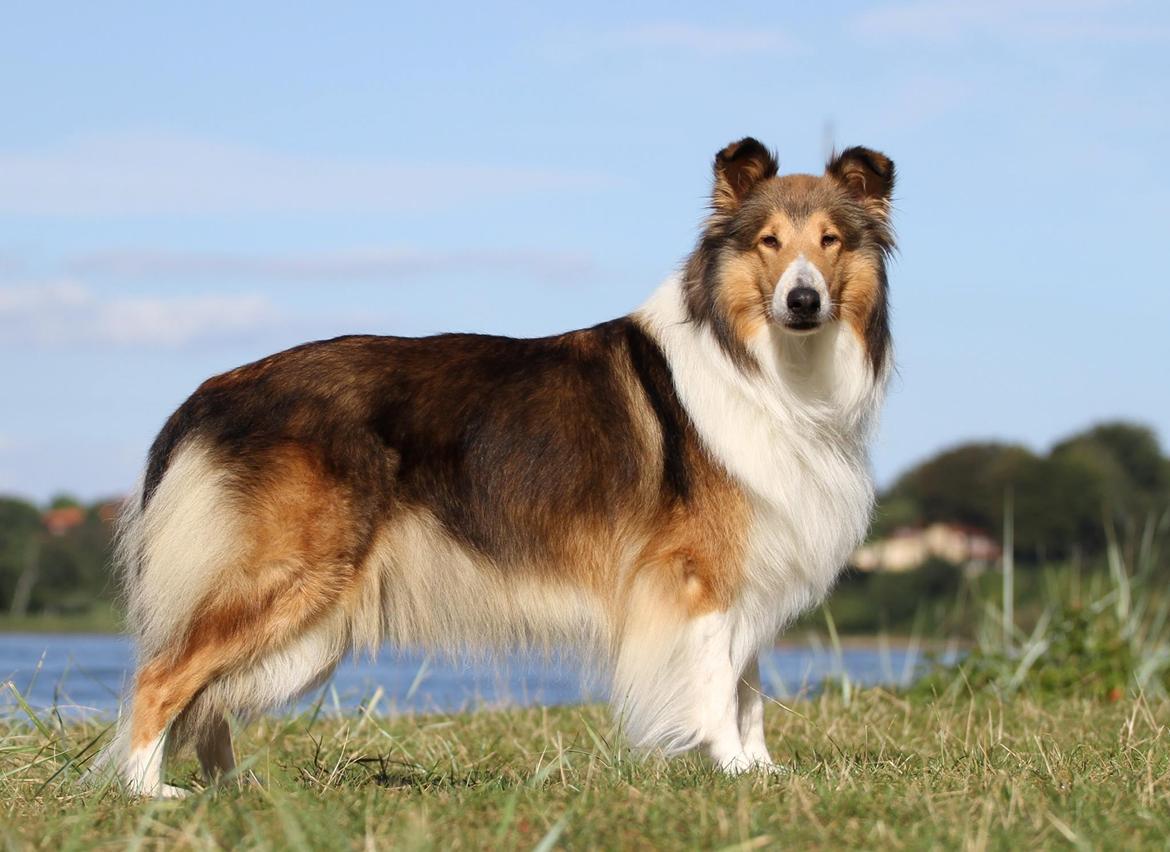 Collie langhåret Gaia - Gaia - sommer 2016, billede taget af Nette Stormlund billede 2