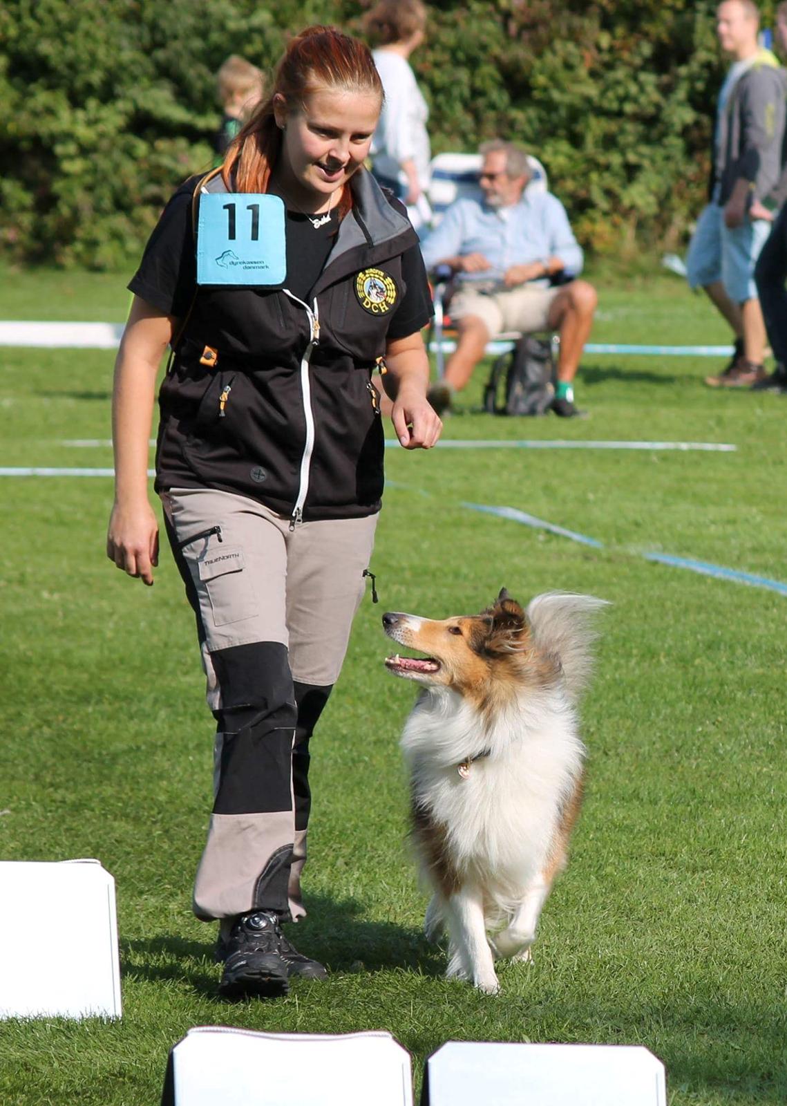 Collie langhåret Gaia - Rally billede 6