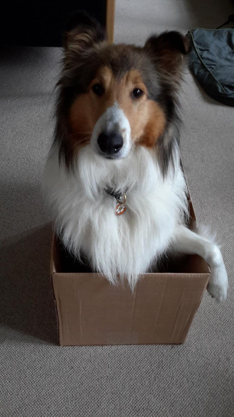 Collie langhåret Gaia - Papkasseshow billede 4