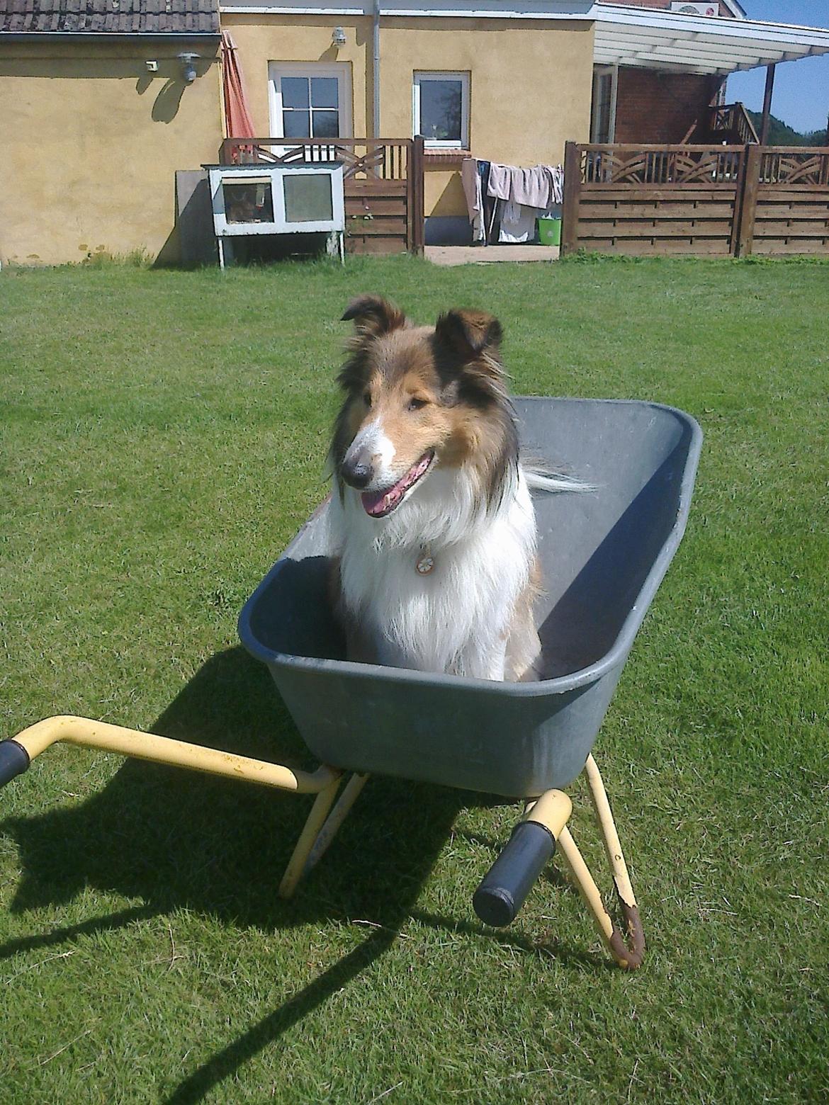 Collie langhåret Gaia - Havemedhjælper billede 3