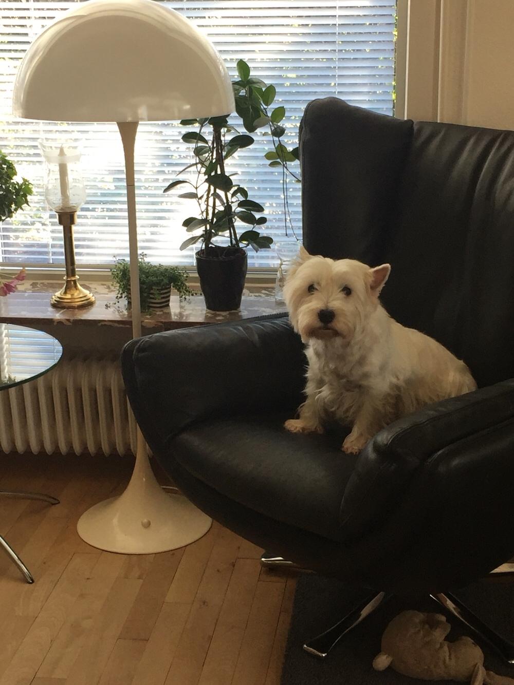 West highland white terrier bella billede 7