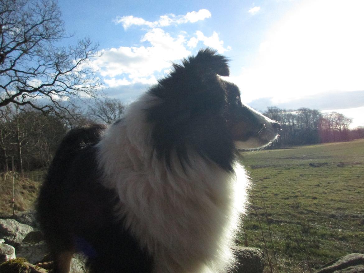 Shetland sheepdog Nana billede 2
