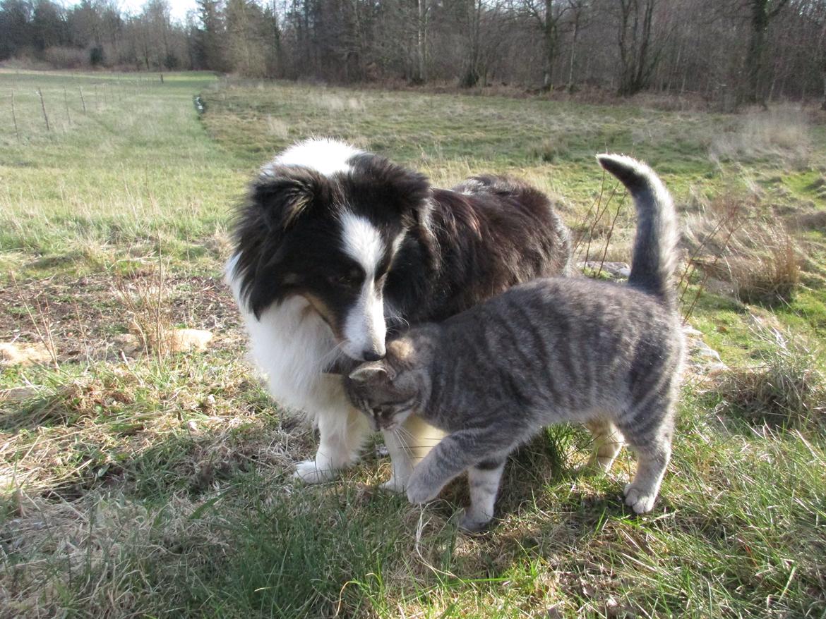 Shetland sheepdog Nana billede 3