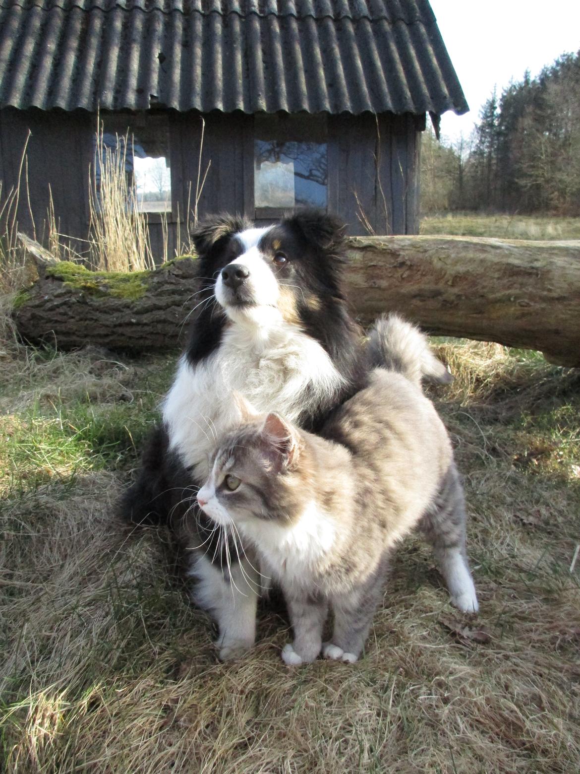 Shetland sheepdog Nana billede 4