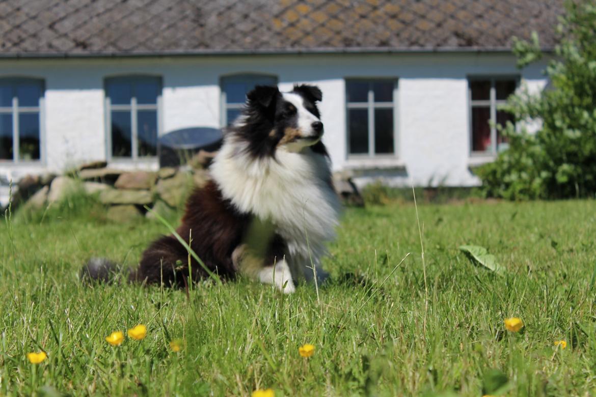 Shetland sheepdog Nana billede 5