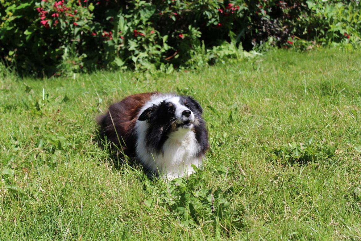 Shetland sheepdog Nana billede 6