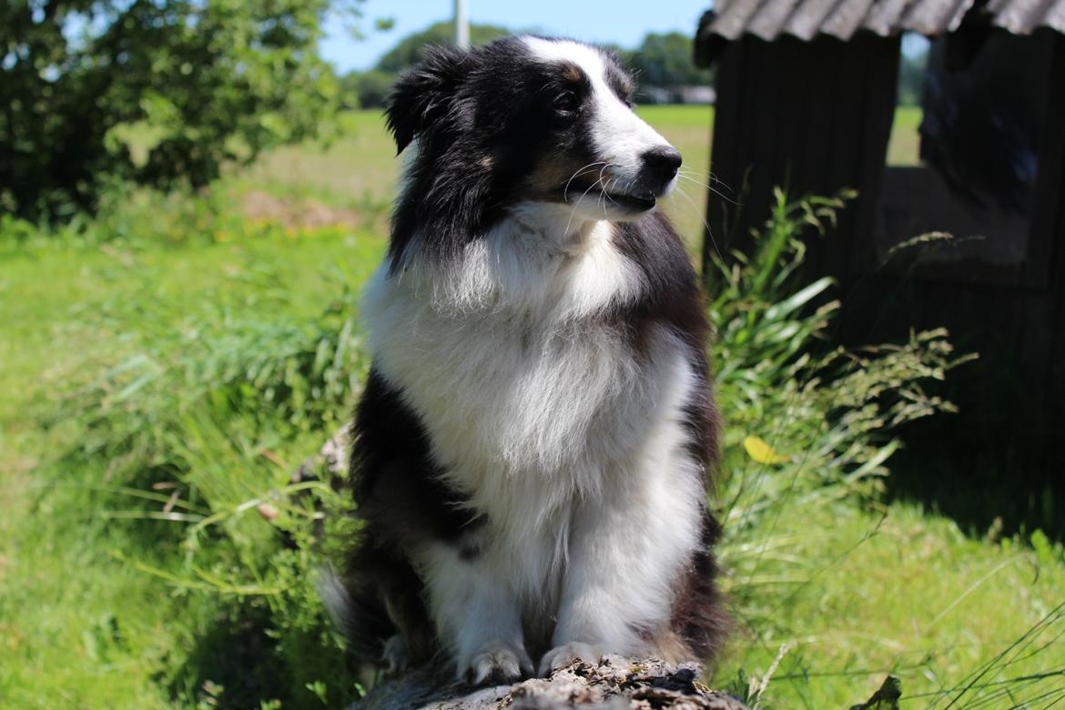 Shetland sheepdog Nana billede 1