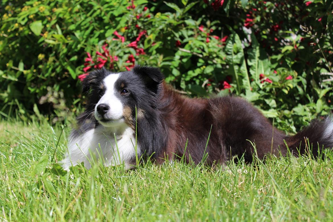 Shetland sheepdog Nana billede 7