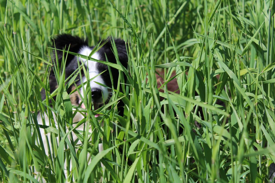 Shetland sheepdog Nana billede 8