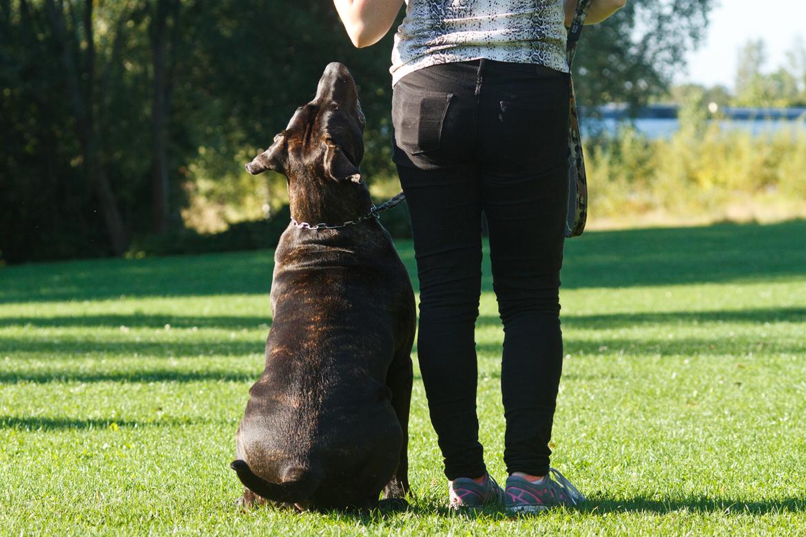 Dogo canario Bandito Fuerza Bull billede 3