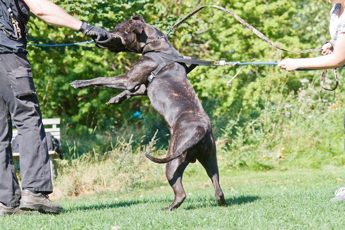 Dogo canario Bandito Fuerza Bull billede 5