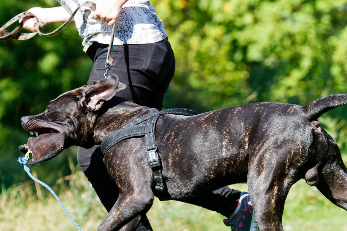 Dogo canario Bandito Fuerza Bull billede 4