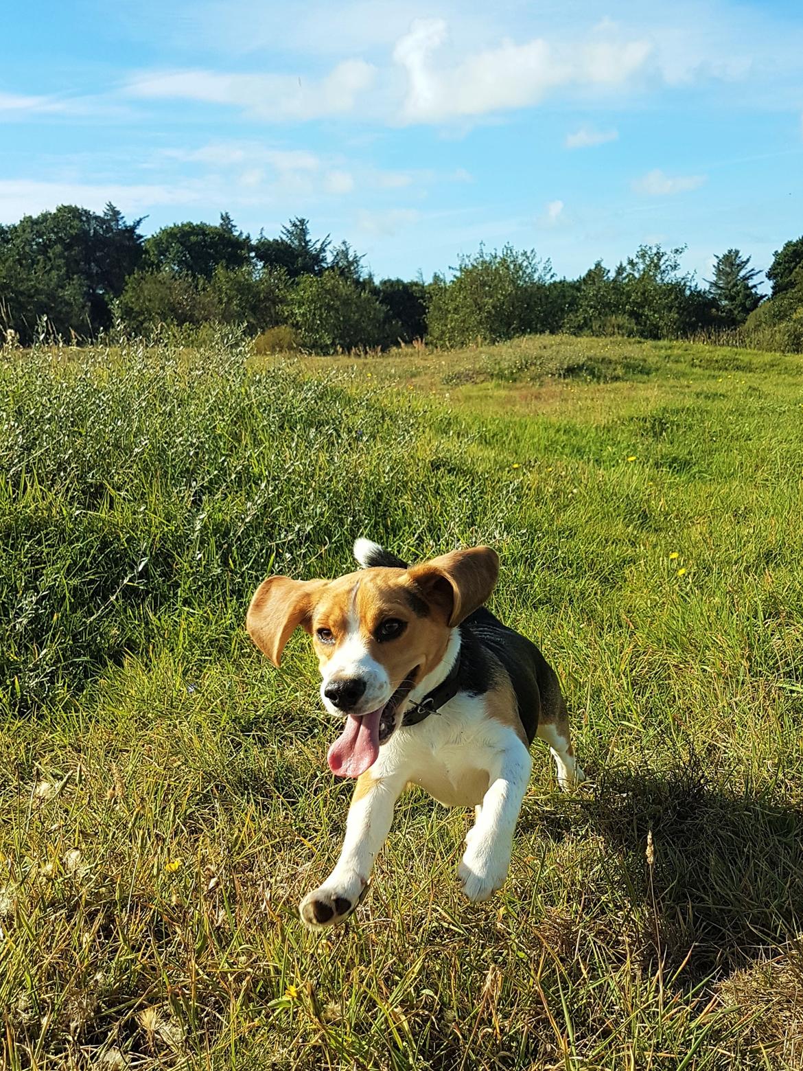 Beagle Buster billede 1