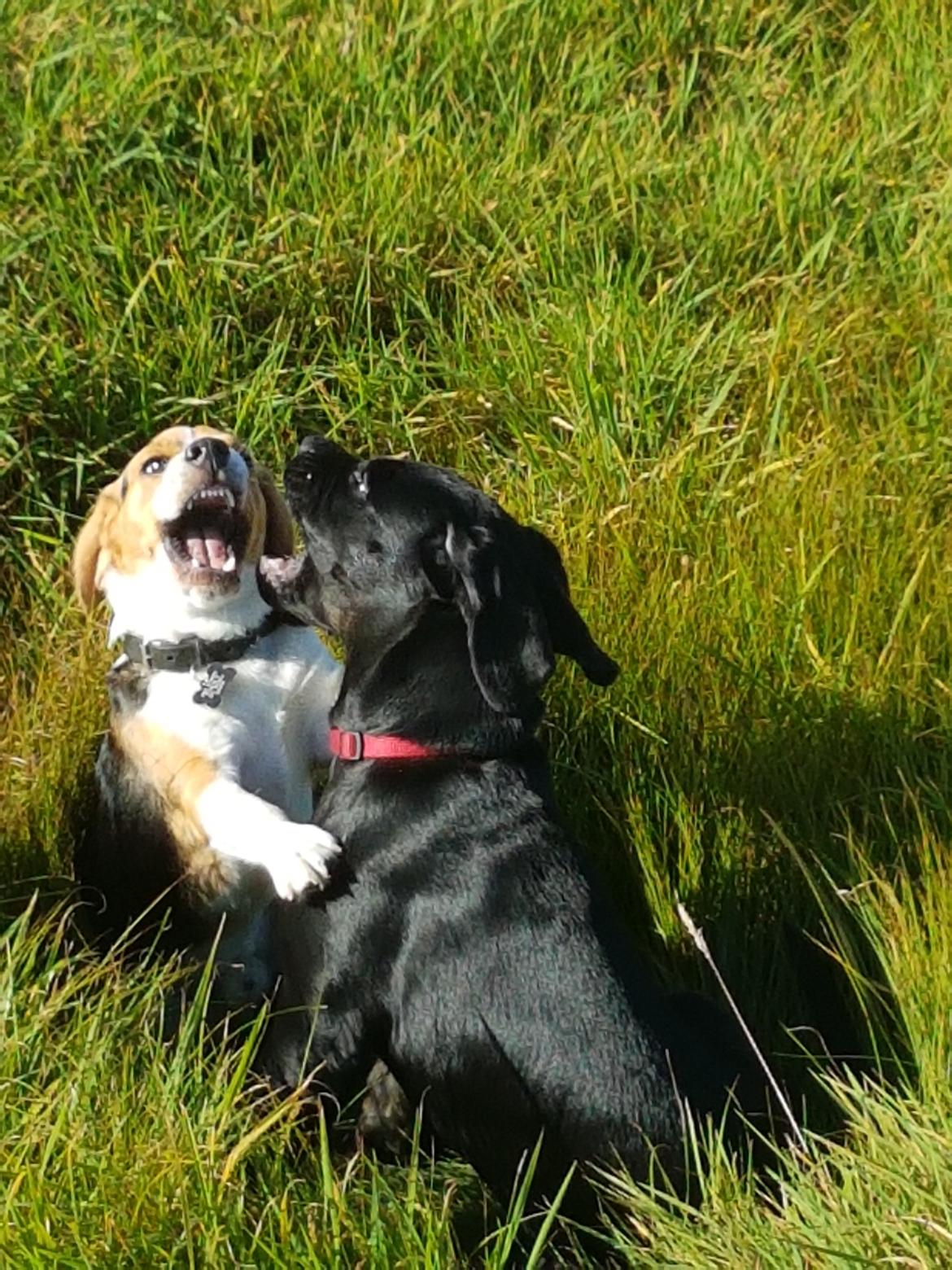 Beagle Buster - Beagle vs cane corso billede 2