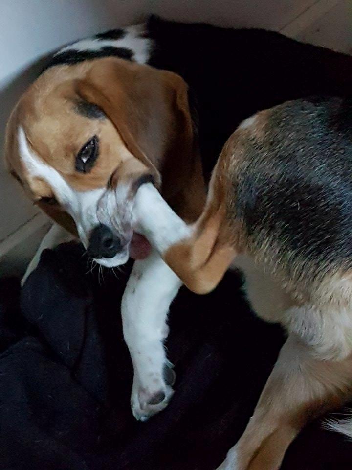 Beagle Buster billede 4