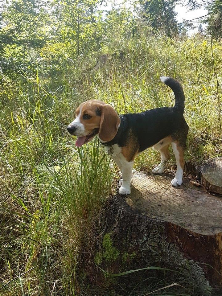 Beagle Buster billede 5