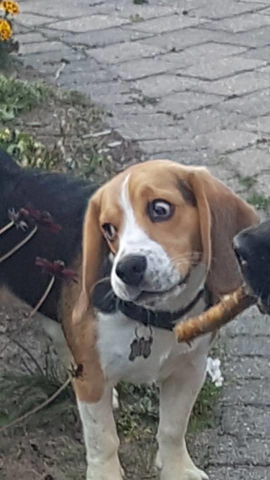 Beagle Buster billede 6