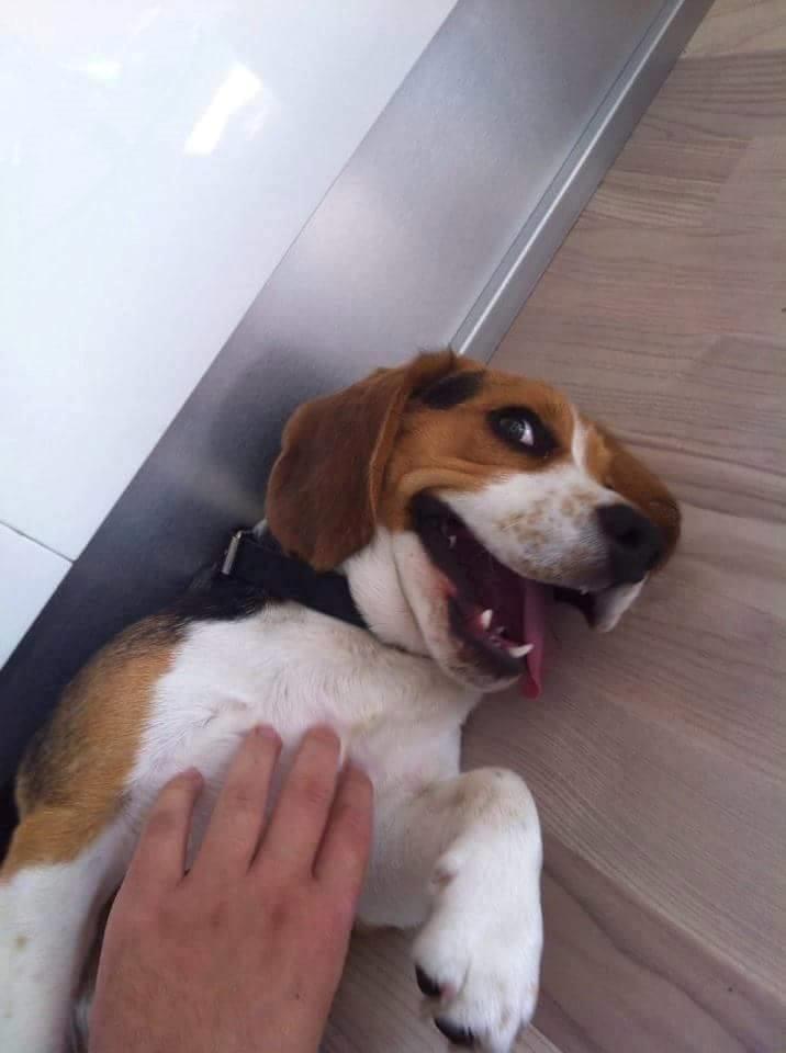 Beagle Buster billede 7