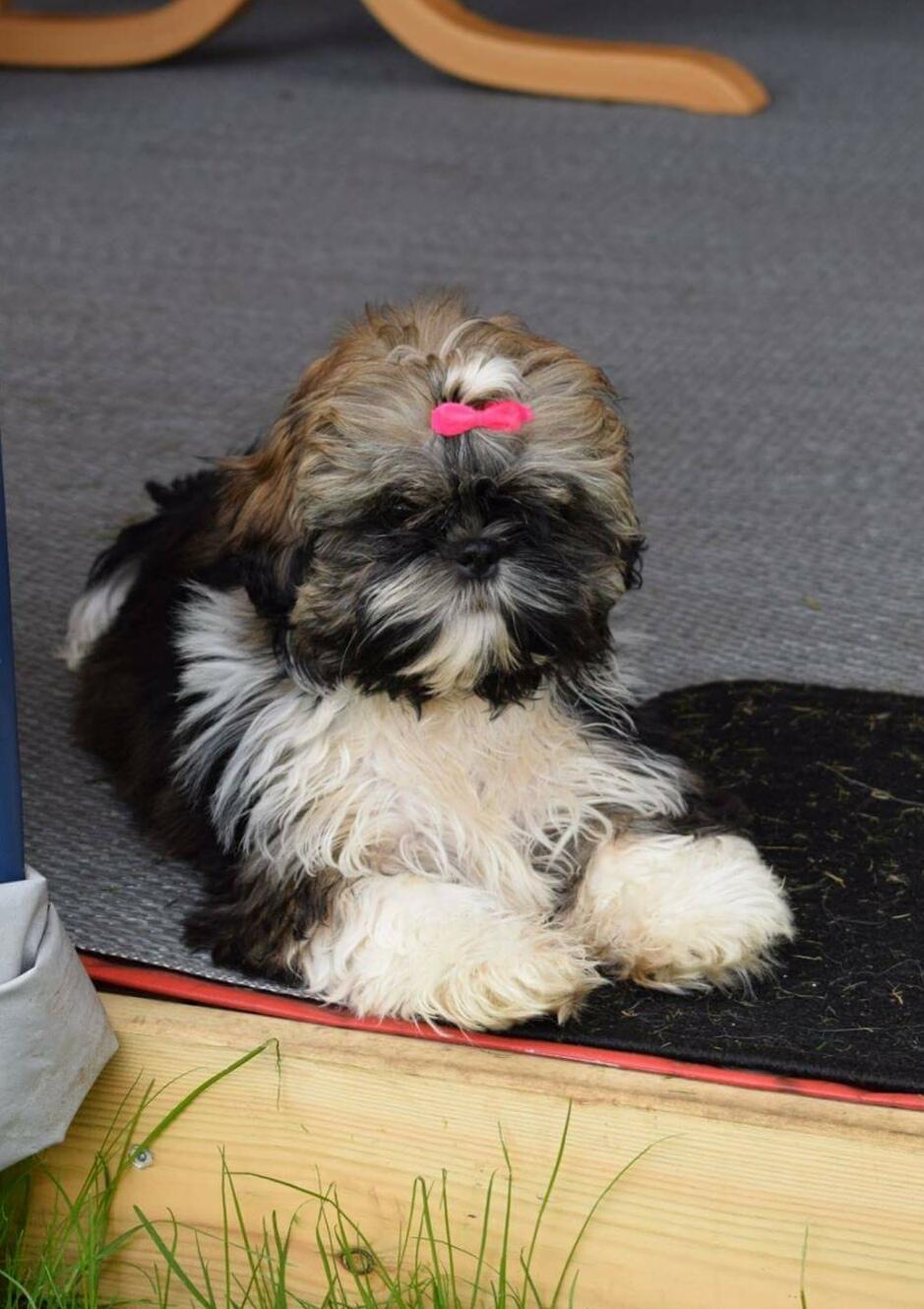 Shih tzu Perle "fra Mønsted's hunde" billede 1