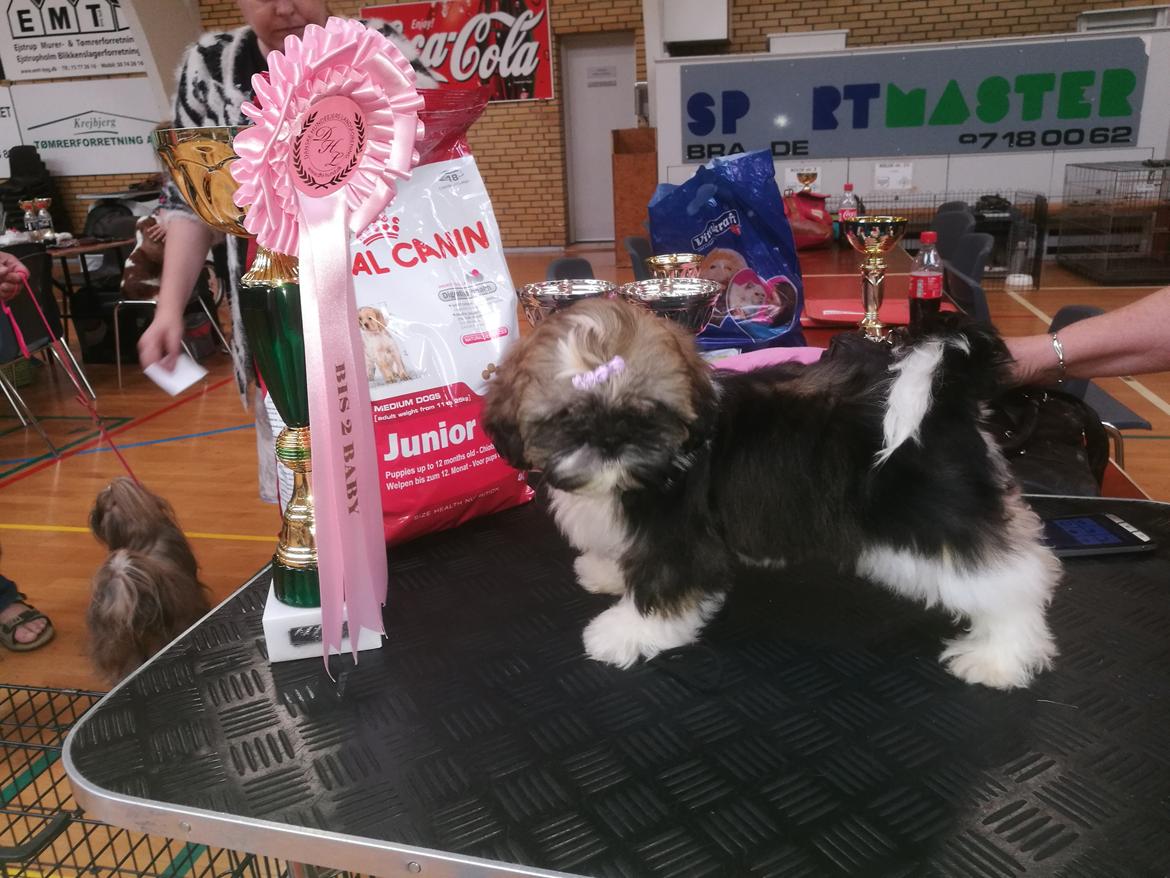 Shih tzu Perle "fra Mønsted's hunde" billede 2