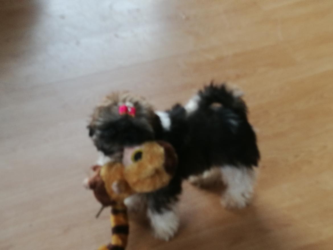 Shih tzu Perle "fra Mønsted's hunde" billede 3