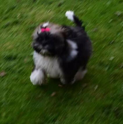 Shih tzu Perle "fra Mønsted's hunde" billede 4