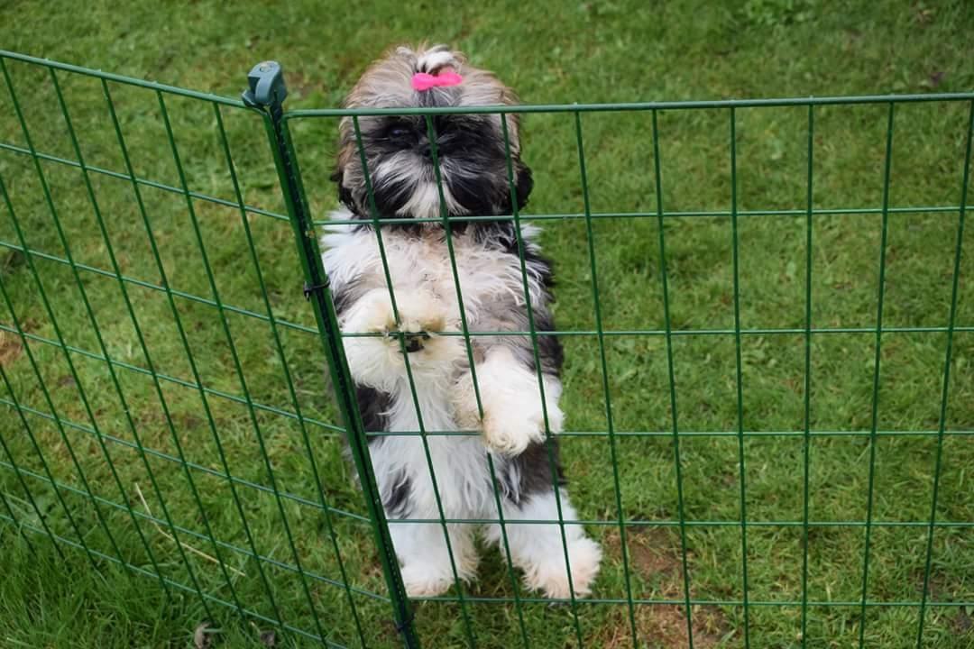 Shih tzu Perle "fra Mønsted's hunde" billede 5