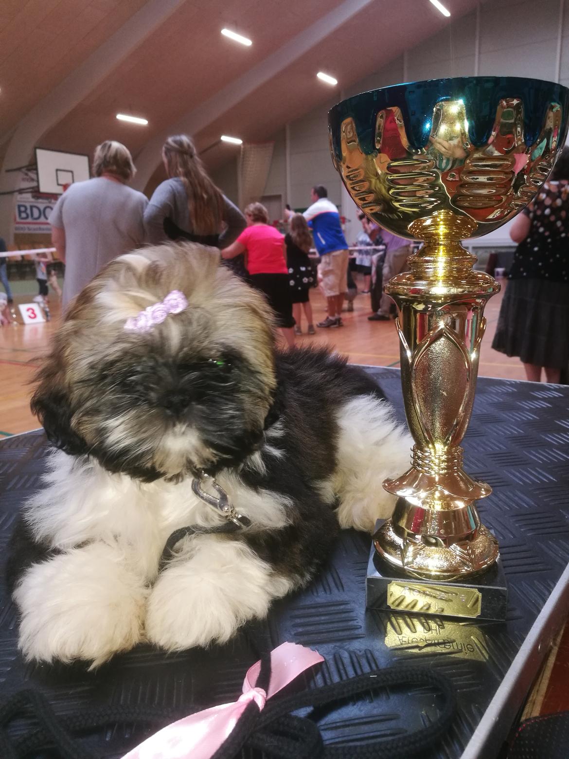 Shih tzu Perle "fra Mønsted's hunde" billede 7