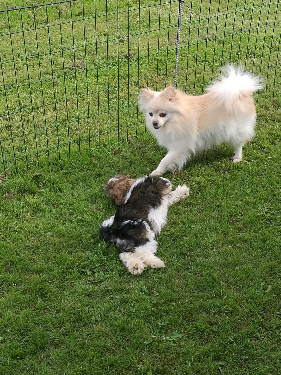 Shih tzu Perle "fra Mønsted's hunde" billede 8