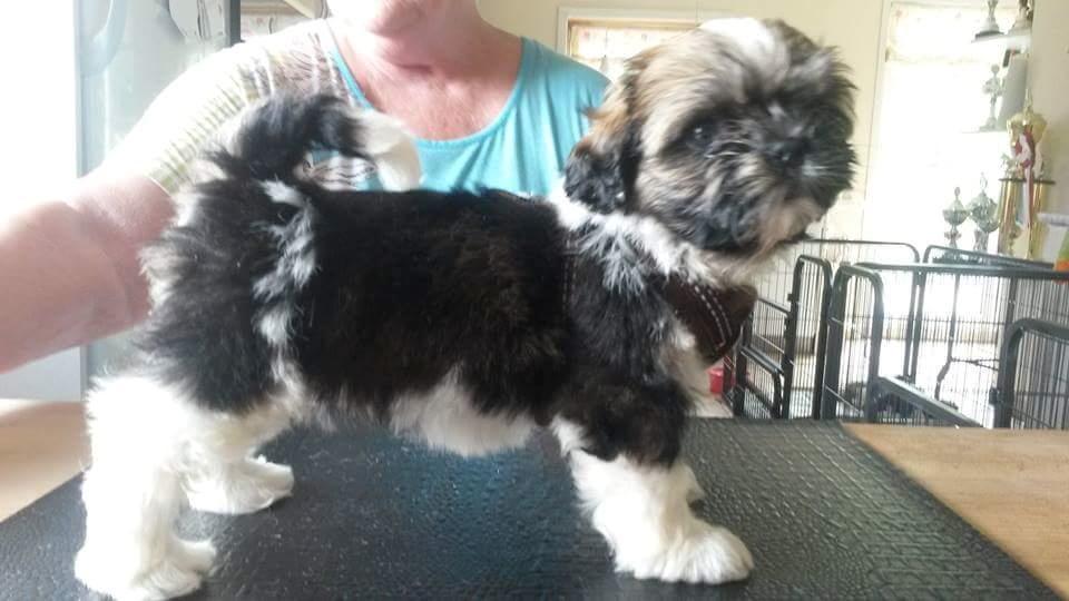 Shih tzu Perle "fra Mønsted's hunde" billede 9