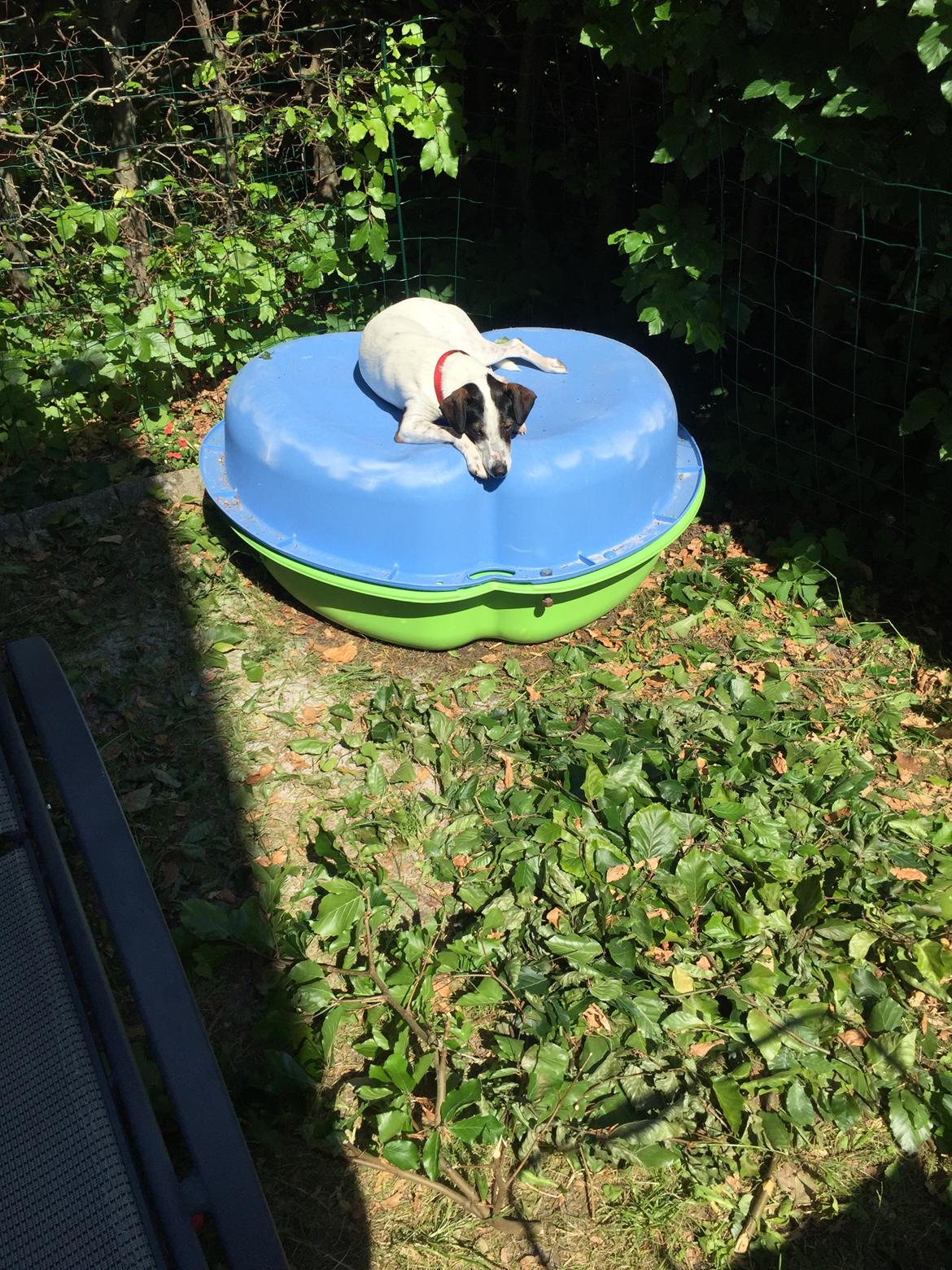 Dansk svensk gaardhund Fanny billede 6