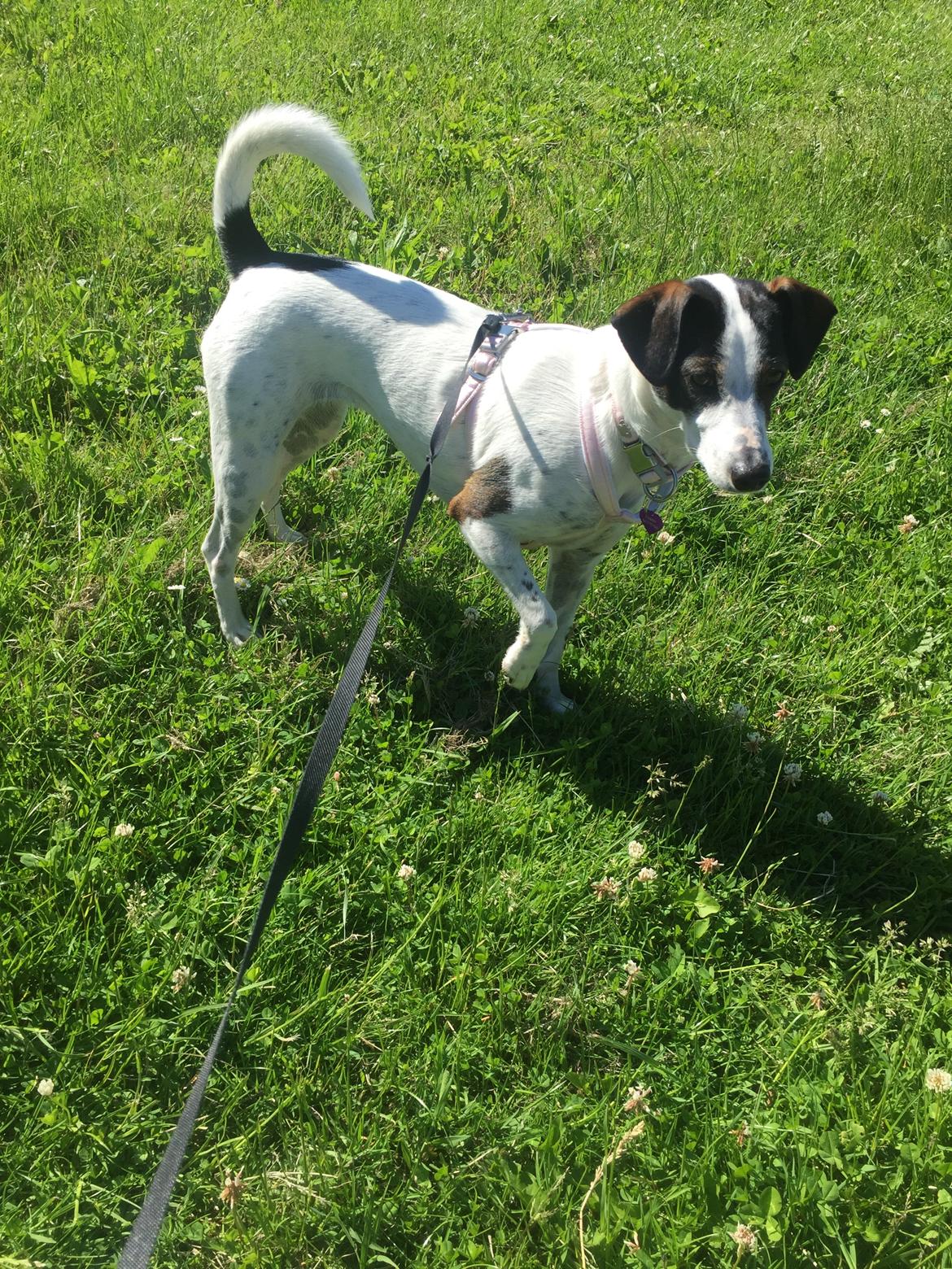 Dansk svensk gaardhund Fanny billede 7