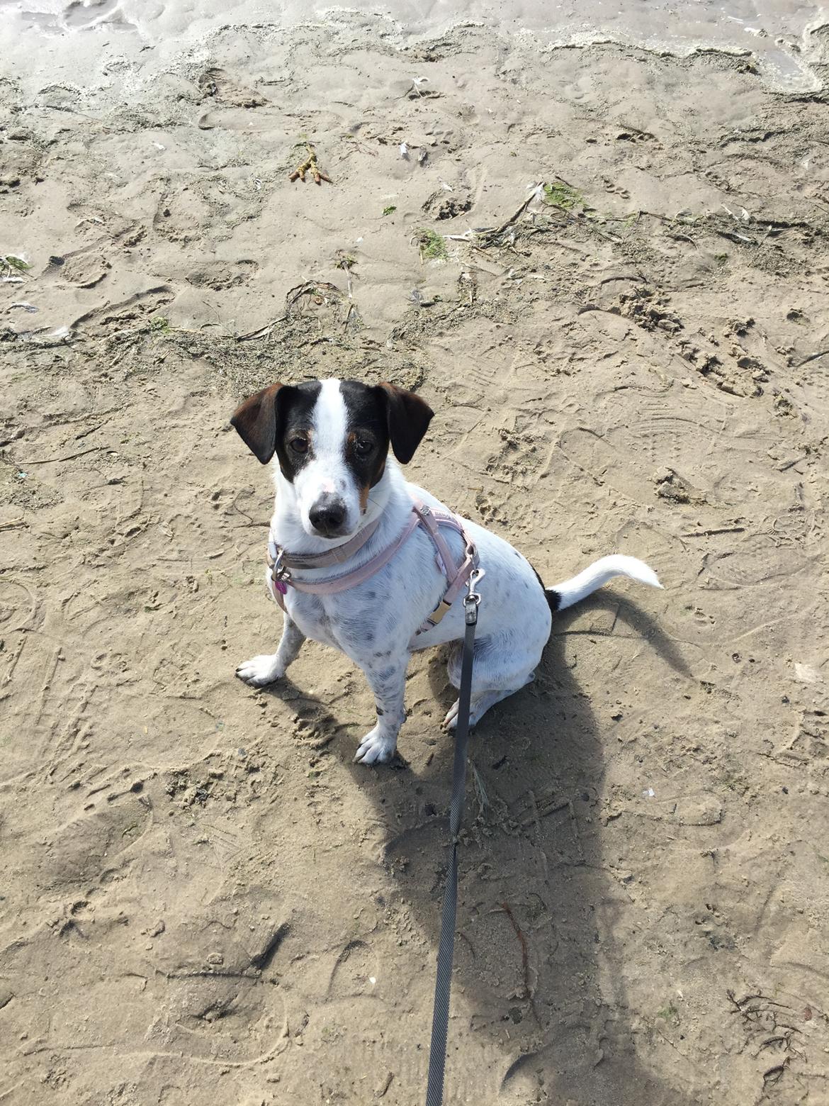 Dansk svensk gaardhund Fanny billede 9