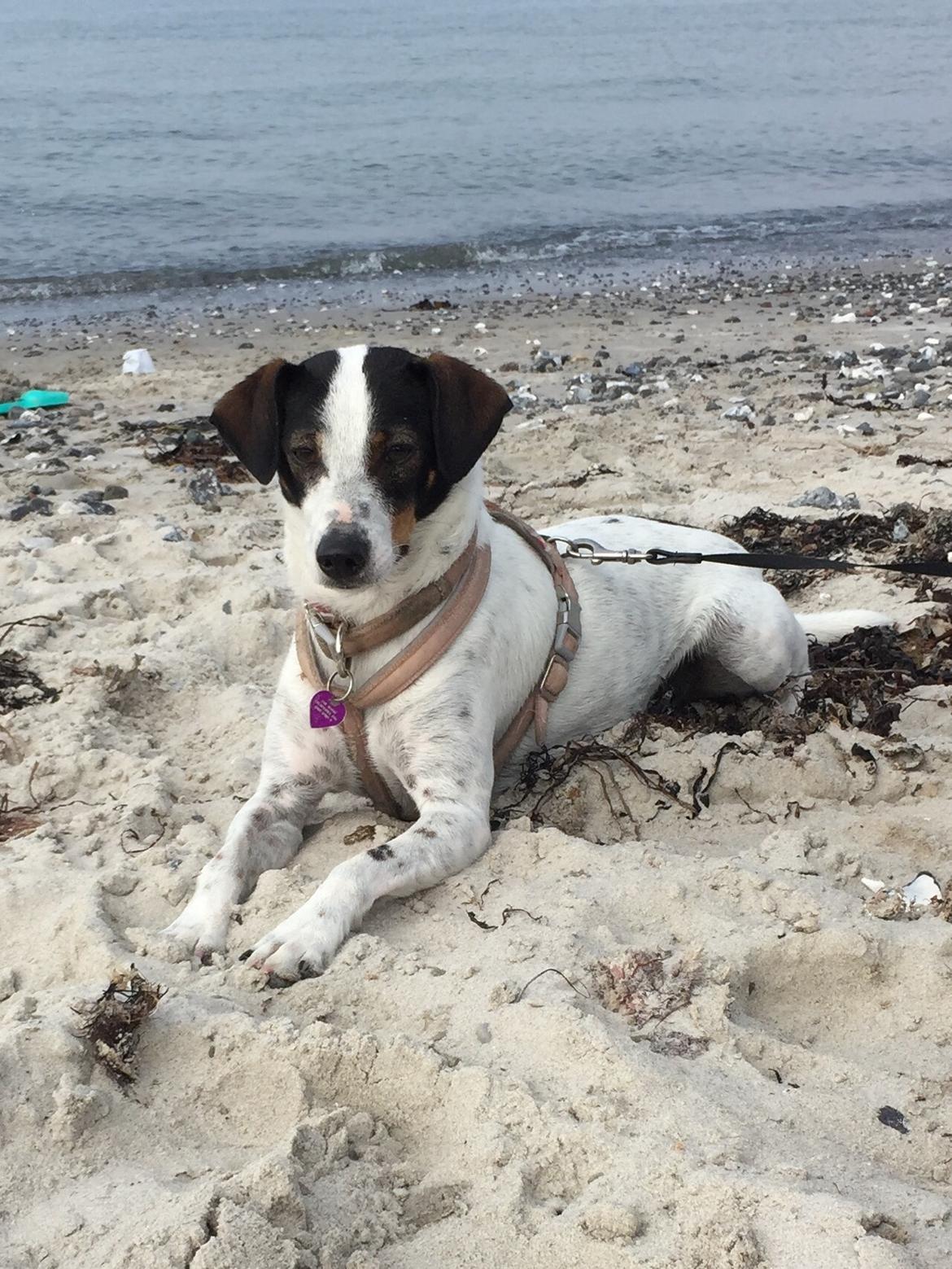 Dansk svensk gaardhund Fanny billede 10