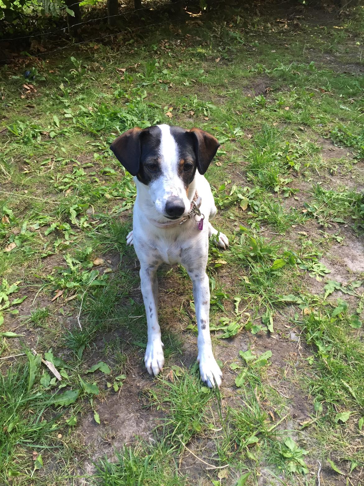 Dansk svensk gaardhund Fanny billede 11