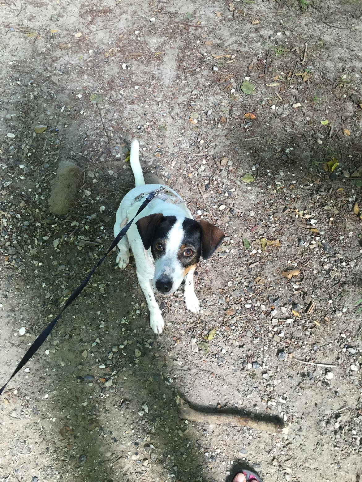 Dansk svensk gaardhund Fanny billede 12