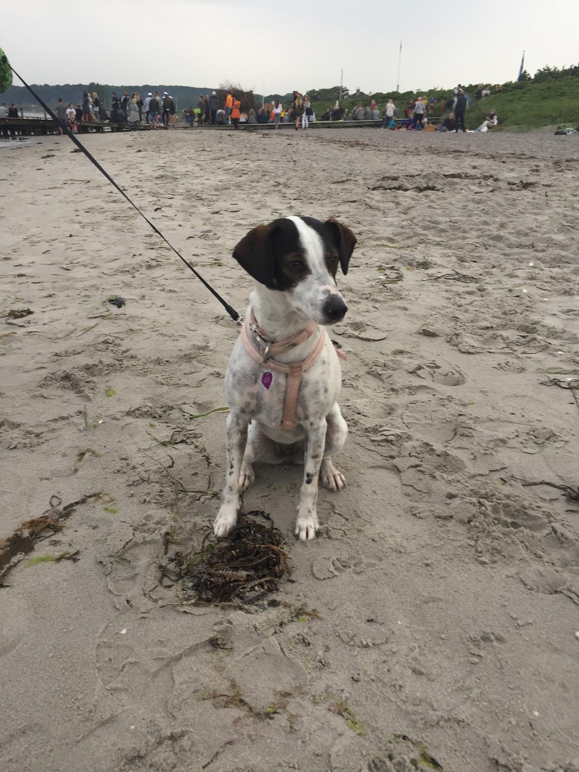 Dansk svensk gaardhund Fanny billede 8