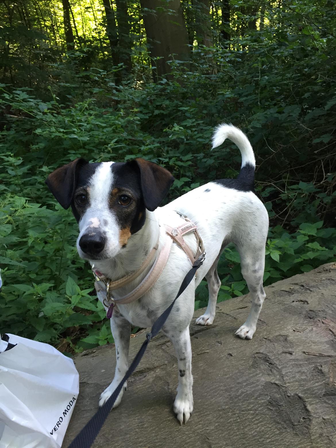 Dansk svensk gaardhund Fanny billede 14