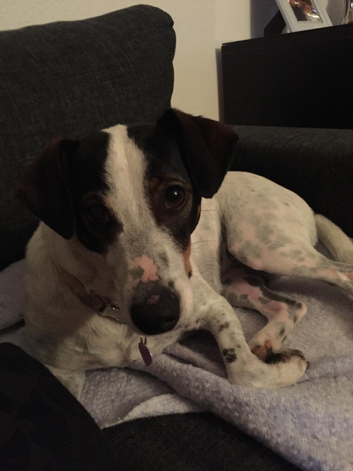 Dansk svensk gaardhund Fanny billede 15