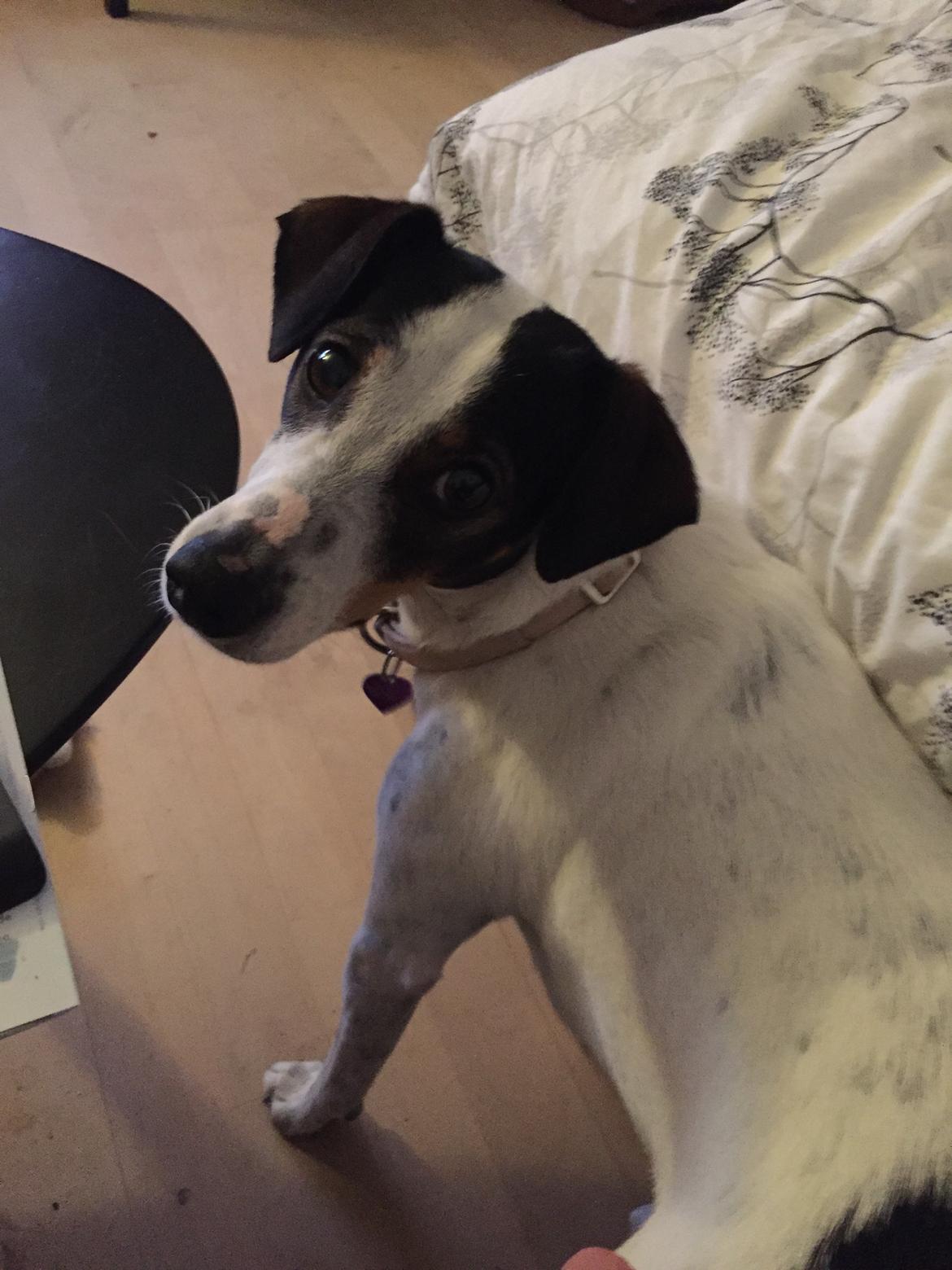 Dansk svensk gaardhund Fanny billede 16