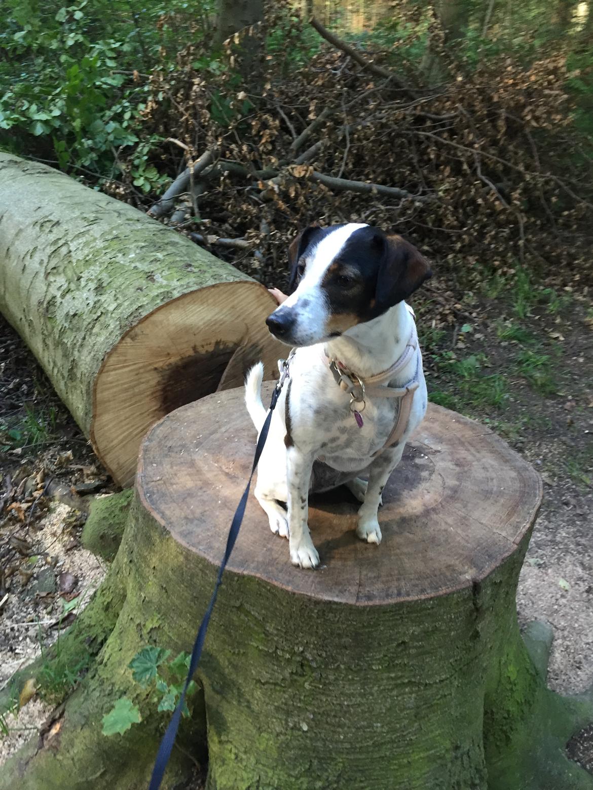 Dansk svensk gaardhund Fanny billede 13