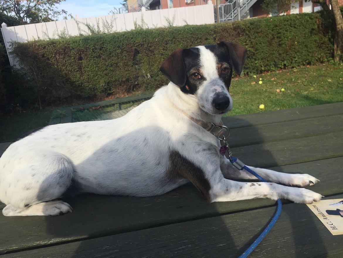 Dansk svensk gaardhund Fanny billede 18