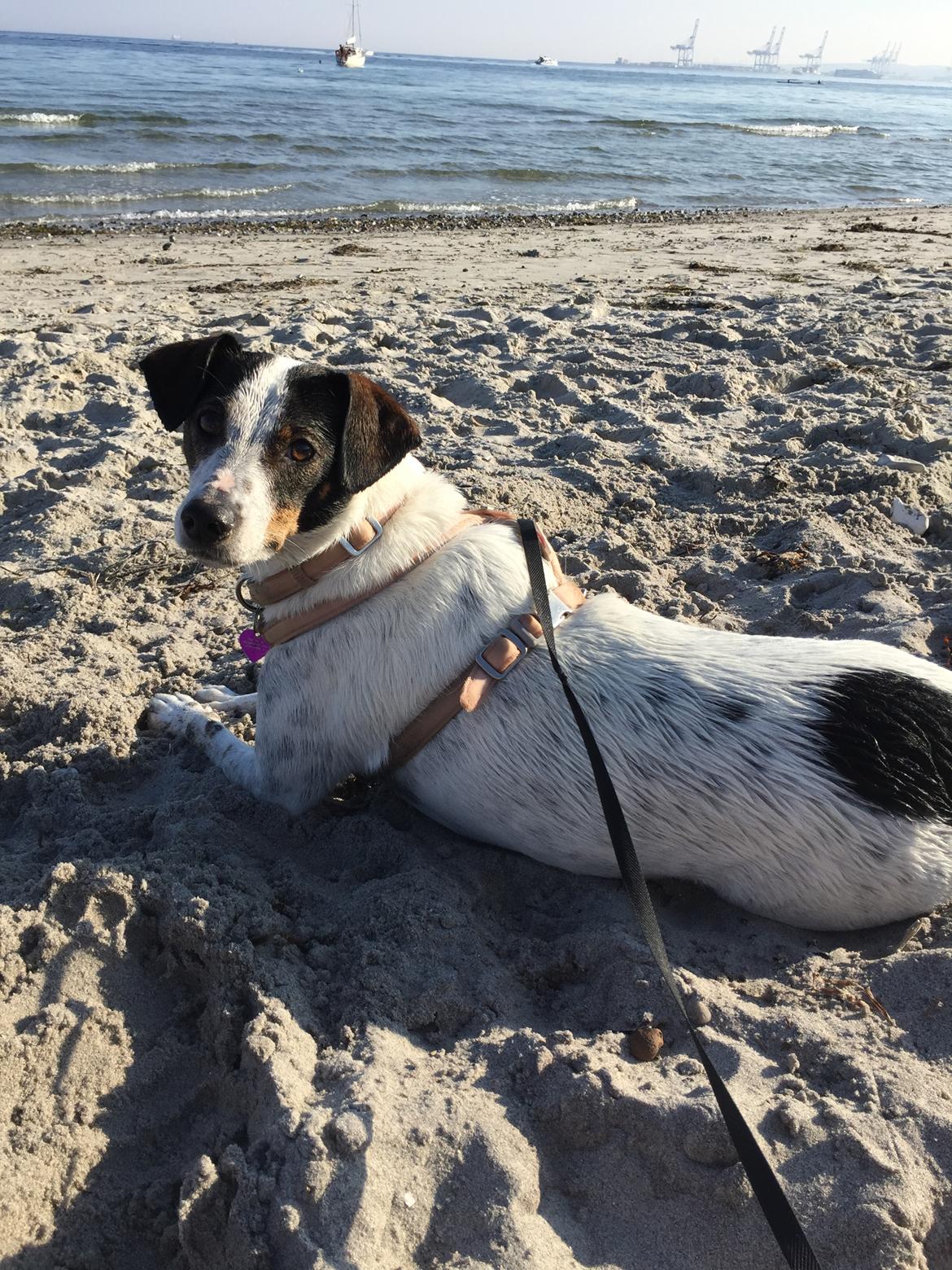 Dansk svensk gaardhund Fanny billede 17