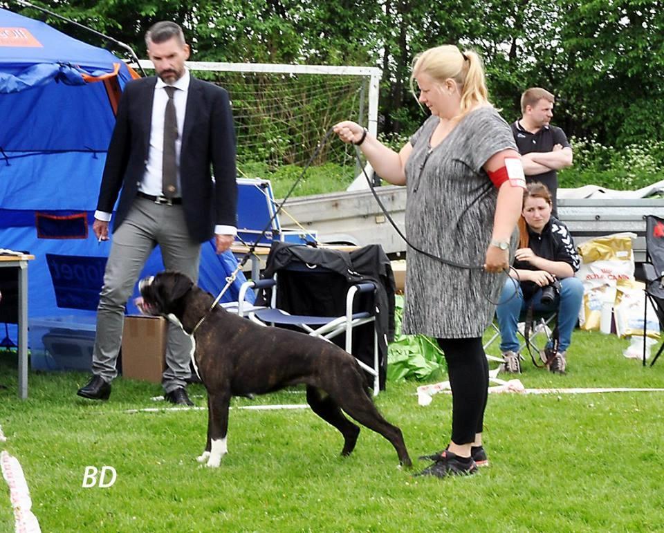 Boxer Giselle vom Bruchsee billede 18