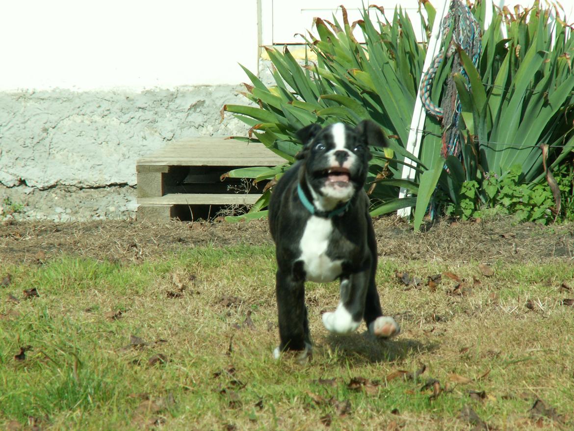 Boxer Giselle vom Bruchsee billede 6