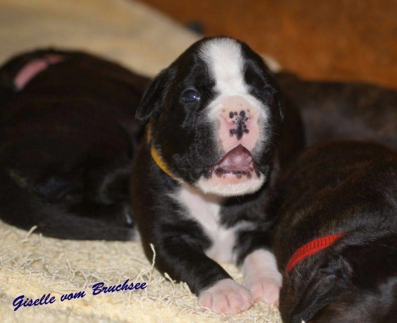 Boxer Giselle vom Bruchsee billede 2