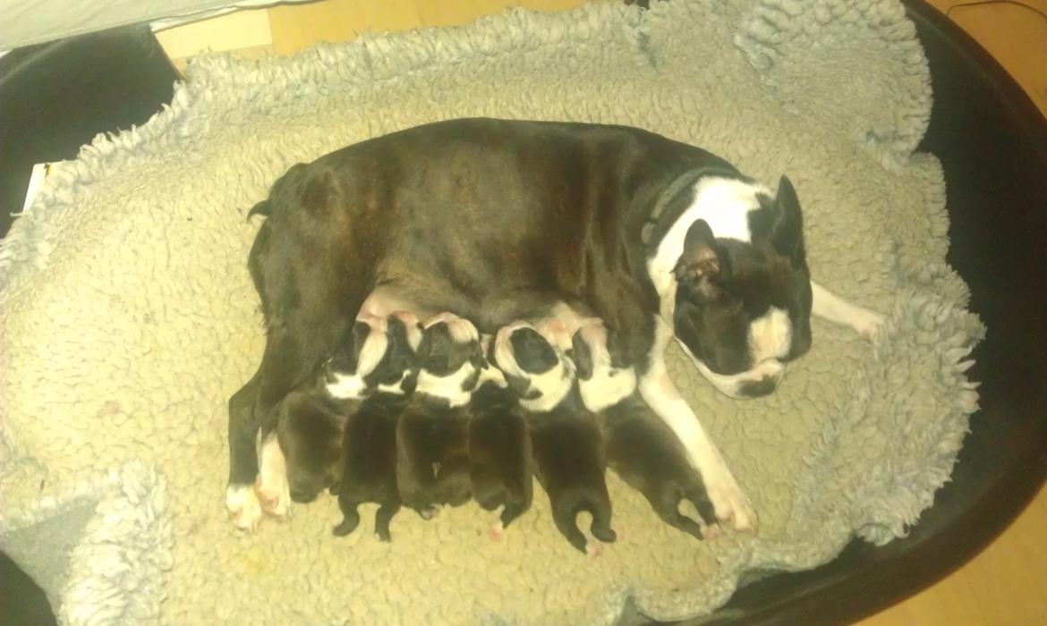 Boston terrier Divadogs Bera Banana billede 11