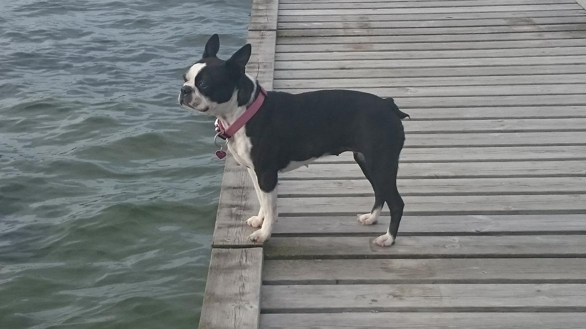 Boston terrier Divadogs Bera Banana billede 1